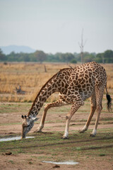 Thornicroft giraffe (Giraffa camelopardalis thornicrofti) drinking from a pool of water in South Luangwa National Park, Zambia