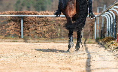 Horse with rider training on the riding arena, horse with kidney cover close-up legs and horse body.