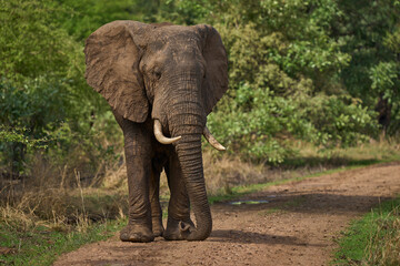 Fototapeta na wymiar Bachelor group of male African Elephant (Loxodonta africana) in South Luangwa National Park, Zambia 
