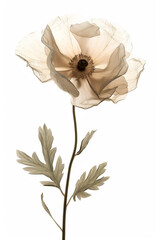 Translucent Anemone Flower in Sepia Tones Isolated on White