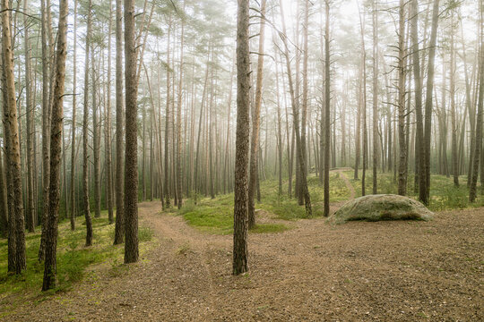 Kiefernwald im Morgennebel