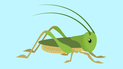 Grasshopper vector illustration in flat style. Green grasshopper.