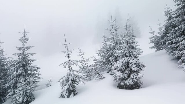 a snowstorm and frost turned high-mountain spruce trees and bushes into fabulous fantastic scenes, beautiful tones and colors of alpine nature in winter