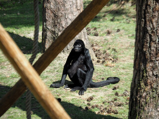 A funny monkey sitting on green grass in Apenheul, Netherlands