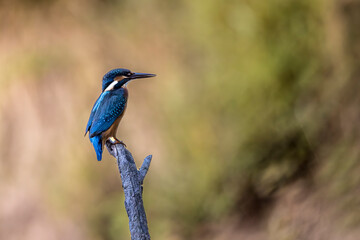 Kingfisher perched on a branch above a lake