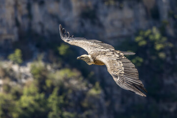 Griffon vulture in flight with trees in the background 