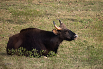Indian Gaur - Bos gaurus, the biggest in the world beautiful wild cattle from South Asian forests and woodlands, Nagarahole Tiger Reserve, India. - 755543711