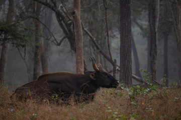 Indian Gaur - Bos gaurus, the biggest in the world beautiful wild cattle from South Asian forests and woodlands, Nagarahole Tiger Reserve, India. - 755543712
