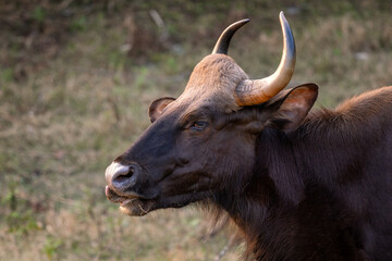 Indian Gaur - Bos gaurus, the biggest in the world beautiful wild cattle from South Asian forests and woodlands, Nagarahole Tiger Reserve, India. - 755543746