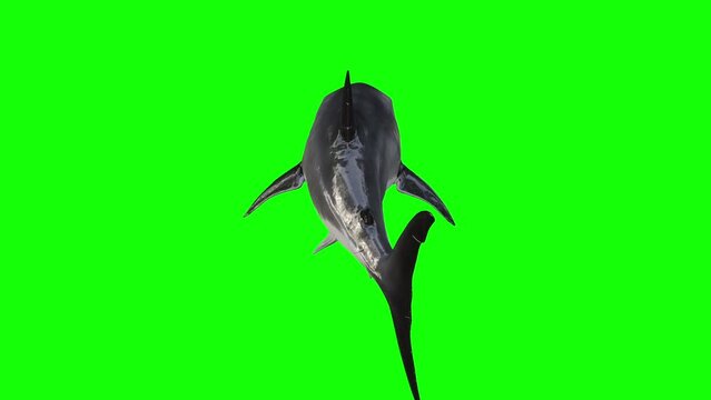 4K Shark Swimming Green Screen Free Footage
