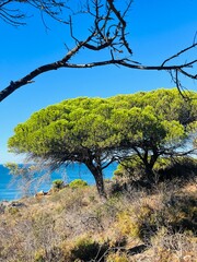 Trees at the ocean coast, blue seascape background, blue sky