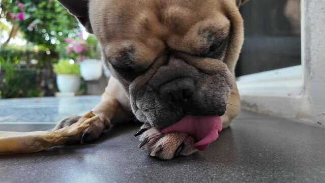 Close up dog licking paw. Itching dog licking paw. Slow motion.
