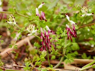 Flowers of the white ramping fumitory or climbing fumitory (Fumaria capreolata), Spain