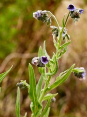 Flowers of hound's tongue (Cynoglossum creticum) from the family Boraginaceae (borage family), Spain