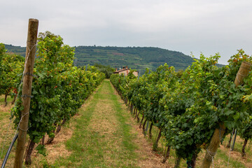 Naklejka premium vineyards on the Venetian hills