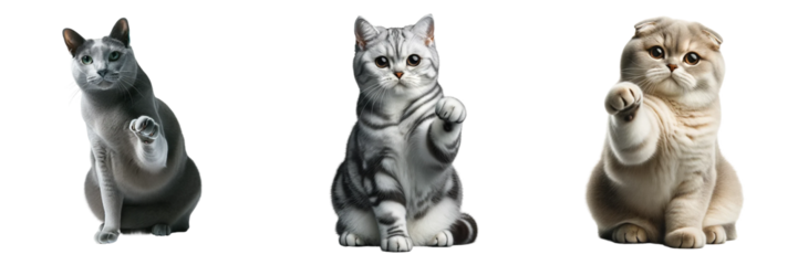 Russian Blue, Scottish Fold, and American Shorthair Cats in a Beckoning Pose, Isolated on the White Background.