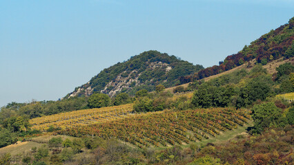 Fototapeta na wymiar Vignes sur la montagne