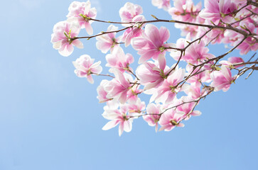 Branches of light pink Magnolia flowers on blue sky background. Selective focus. - 755549136