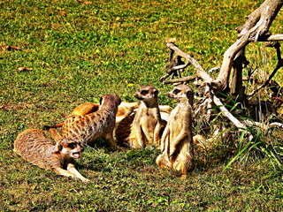 View of the suricate on the meadow