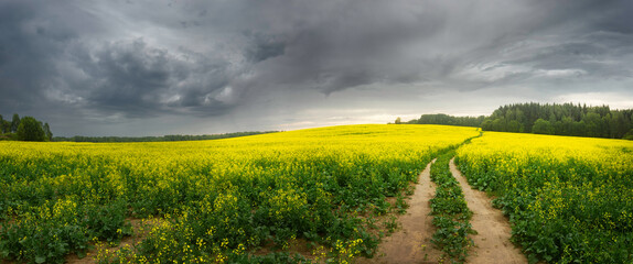 Panoramic view of countryside of yellow buckwheat field before rain - obrazy, fototapety, plakaty