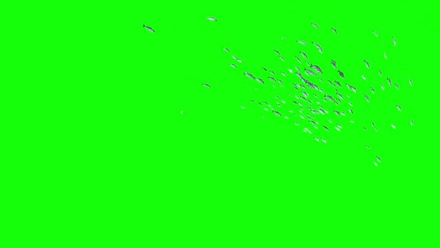 Huge Animated Fish Green Screen Background