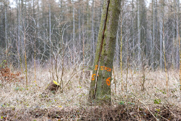Ein Baum im Wald in der Mitte gespalten. Gefahr für vorbei gehende Personen.