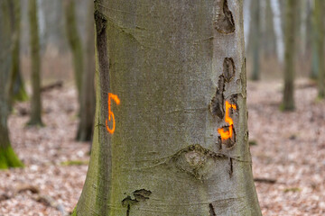 Nummer an einem Baumstamm im Wald