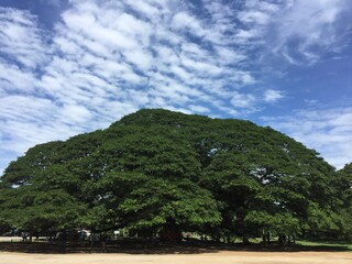 Fototapeta premium Giant old tree 