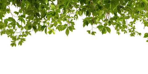 green grass isolated on white