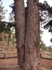 Pino de Las Dos Pernadas - pinus canariensis (Vilaflor de Chasna, Tenerife, Canary Islands, Spain)