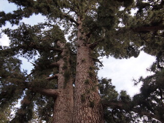 Pino de Las Dos Pernadas - pinus canariensis (Vilaflor de Chasna, Tenerife, Canary Islands, Spain)