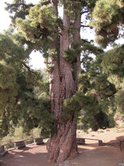 Pino Gordo - pinus canariensis (Vilaflor de Chasna, Tenerife, Canary Islands, Spain)