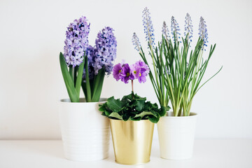 Beautiful fresh spring flowers such as hyacinth, primula and muscari in full bloom against white...