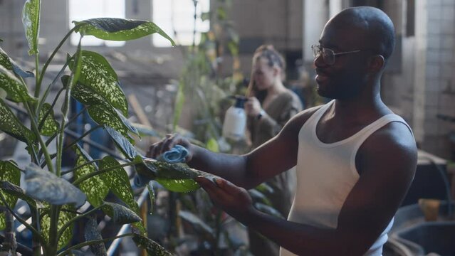Medium shot of young Black man wearing white undershirt wiping green plant leaves with cloth while working with Caucasian female colleague at manufacturing plant