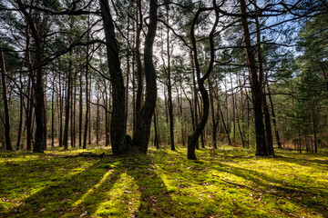 Kiefernwald im Biosphärenreservat Oberlausitzer Heide- und Teichlandschaft 1