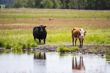 Beef Cattle.  A group of cows in a farmers field. Taken in Alberta, Canada