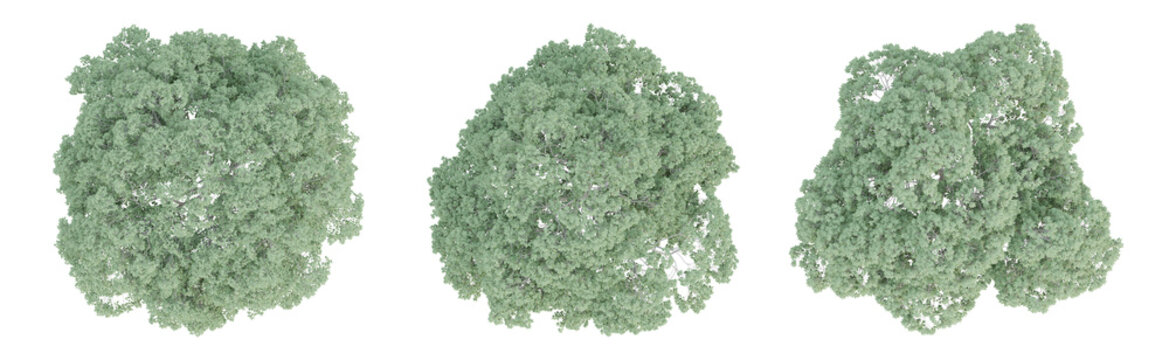 3d render top view of celtis australis tree isolated on transparent background