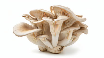 King Oyster mushroom (Eringi) isolated on white.