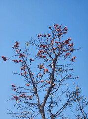 Bombax ceiba, genus Bombax, Malabar silk-cotton tree, red silk-cotton, red cotton tree, silk-cotton, kapok, Ceiba pentandra, Let-pan tree clear blue sky image