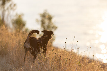 Dog in a long grass, appenzeller sennenhund