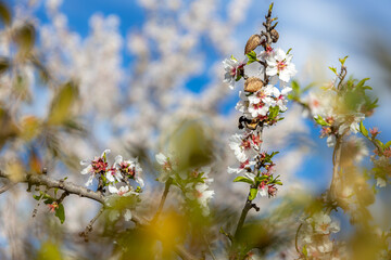Blossoming almond trees with fruits in Selva, Majorca, Mallorca, Balearic Islands, Spain, Europe