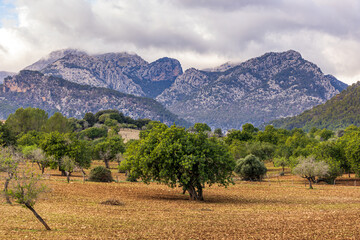 Field with carob, olive and almond trees in front of a Serra de Tramuntana mountain range in...