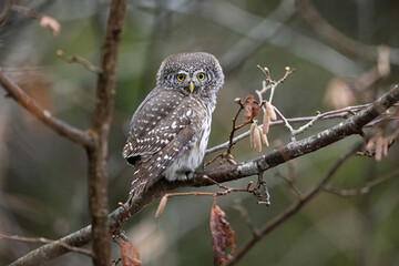Pygmy owl on a branch in the forest scenery