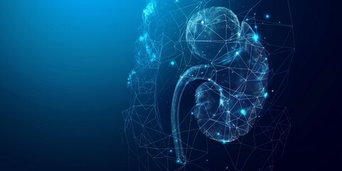 An abstract representation of the kidney's polygonal organ against a blue backdrop. kidney scanning, investigation, and diagnosis in humans. Low poly holographic wireframe vector graphics.