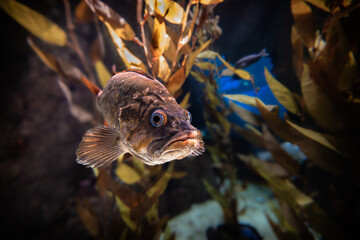 A brown grouper glides among golden seaweed, its large eyes and detailed scales highlighted by a...