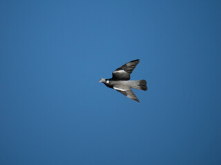 Ringeltaube (Columba palumbus)
