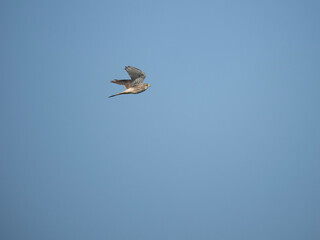 Turmfalke (Falco tinnunculus)