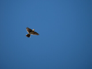 Obraz premium Feldlerche&nbsp;(Alauda arvensis)