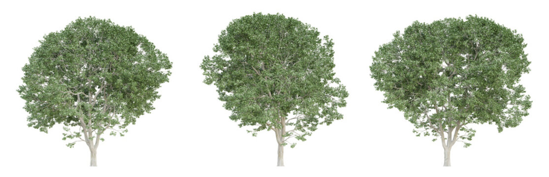Celtis australis tree isolated on transparent background, png plant, 3d render illustration.