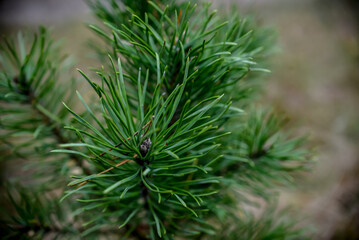 Naklejka na ściany i meble fir tree branch, close up in the forest